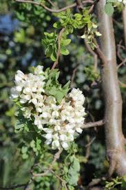 Image result for Robinia