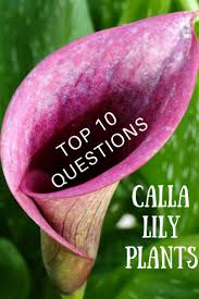 Calla lily indoor or outdoor. Calla Lilies Add Interest And Tropical Flair To Both Indoor And Outdoor Gardens But These Beautiful Flowers Ar Calla Lily Plant Calla Lily Flowers Lily Plants