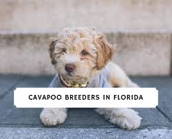 We offer only the highest quality puppies available from our usda licensed breeders. Cavapoo Breeders In Florida Top 4 Picks 2021 We Love Doodles