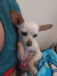 Does this black cat have a family missing her?