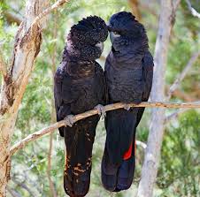Male And Female Red Tailed Black Cockatoos Australian Native Birds Australian Native Animals Birds Of Australia