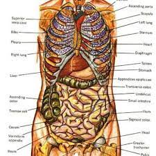 Take a look at nine body parts that remained in the human body despite having no function for millions of years. Female Human Body Organs Diagram Anatomy Body Human Body Anatomy Human Body Diagram Human Body Organs