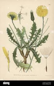 Image result for Hypochaeris radicata