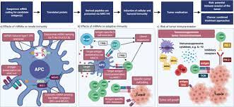 Clinical And Immunological Effects Of Mrna Vaccines In Malignant Diseases Molecular Cancer Full Text