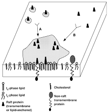 Convert the abstracted apis options to tel.search.ch's search params. Structure And Function Of Sphingolipid And Cholesterol Rich Membrane Rafts Journal Of Biological Chemistry
