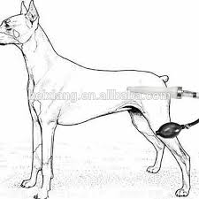 Find out how to artificially inseminate a dog by learning the different phases involved. Dog Artificial Insemination Kit The Y Guide