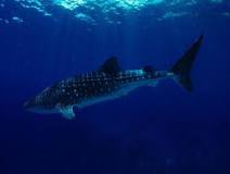 5 datos interesantes sobre el tiburón ballena | Historias ...