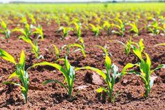 Agriculture Fields Download From Over 53 Million High Quality Stock Photos Images Vectors Sign Up For Free T California Agriculture Agriculture Image Corn