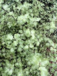 Image result for Pittosporum tenuifolium