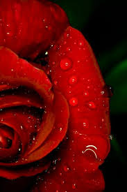 Image meta data for red rose flower\'s image. Untitled Red Roses Beautiful Roses Red Flowers