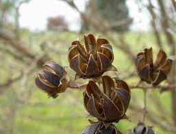 Crape myrtle trees, lagerstroemia indica, originated in asia. Crape Myrtle Seed Pods In Pretty Things By Marilyn Pappano Seed Pods Crape Myrtle Seeds