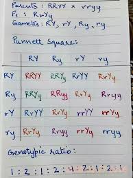 If a person has a genotype of bb for eye color where brown is dominant to green, what 3 punnett squares method used to visually analyze crosses and predict offspring or identify parent genotypes. How Did You Get A Genotype Ratio In Mendel Dihybrid Cross Quora