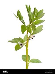 Image result for Vicia faba