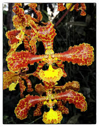 Image result for Mystacidium tanganyikense