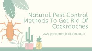 If you're looking for a spray bottle insect repellent recipe, check out homemade these are my primary methods of natural pest control in the garden. Natural Pest Control Methods To Get Rid Of Cockroaches Pest Exterminators
