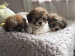 See more of shih tzu puppies on facebook. Shih Tzu Bichon Mix Petfinder