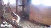 Oliver & johari giraffe webcam. Johari Oliver Giraffe Cam Animal Adventure Park Youtube