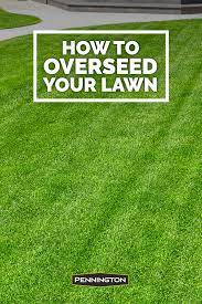 How To Overseed Or Reseed Your Lawn Overseeding Lawn And Landscape Lawn