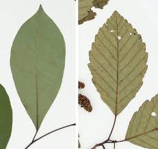 Image result for leaf margin entire