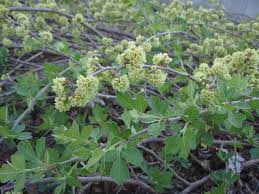 No longer can we call. Rhus Trilobata Aromatic Sumac Basketbush Fragrant Sumac Ill Scented Sumac Skunkbush Skunkbush Sumac North Carolina Extension Gardener Plant Toolbox