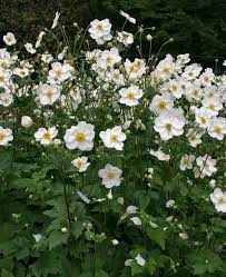 Anemone Honorine Jobert Herbaceous Perennials Flowers Perennials Plants