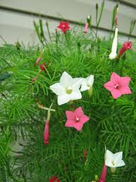 How to grow and care for cypress vine annual, ipomoea quamoclit. Cypress Vine Ipomoea Quamoclit In The Morning Glories Database Garden Org