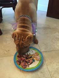 Pin By Karamel Dondurma On Hudson The Shar Pei Shar Pei Dog Language Shar Pei Fever