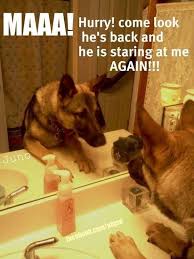 Animals Looked At Their Reflection 20 Funny Pictures Funnyfoto Funny Dogs Funny Animals Cute Funny Animals