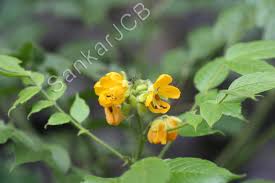 Image result for Senna hirsuta