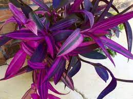 We did not find results for: Tradescantia Pallida Pink Stripe Hard To Find Gift Plant Tradescantia Pallida Plant Gifts Plant Seedlings