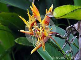 Orange And Red Wild Parrot Heliconia Or Bird Of Paradise Flower In A Forest Of Tropical Suriname South Ame Birds Of Paradise Flower Heliconia Birds Of Paradise