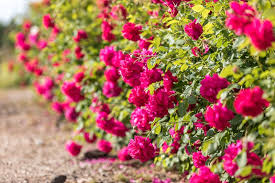 Large shrub 4 1/2ft (140cm) 4 1/2ft (140cm) bloom size: O Xrhsths David Austin Roses Sto Twitter Here At Davidaustinroses We Have Gone To Great Lengths To Produce Good Red Rose Varieties Our Collection Now Includes Shades Ranging From The Softest Red