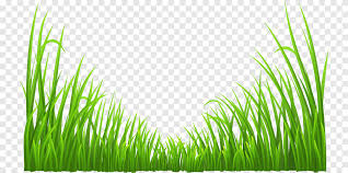 Pohon, alam, hutan, rumput, cabang, jarum, cahaya, menanam, sinar matahari, pagi, daun, bunga, refleksi, kegelapan, flora, tanaman hijau, fotografi. Rumput Tumbuhan Hijau Latar Belakang Hijau Wallpaper Komputer Rumput Png Pngegg