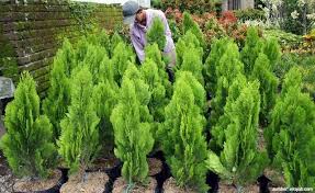 Bursa bunga dan tanaman menawarkan berbagai jenis bunga maupun tanaman yang dapat dibeli oleh pengunjung taman ini. 13 Tanaman Hias Outdoor Yang Wajib Ditanam Agar Rumah Makin Cantik