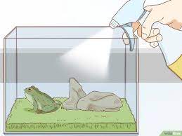How To Care For Green Tree Frogs Green Tree Frog Tree Frogs Green Trees