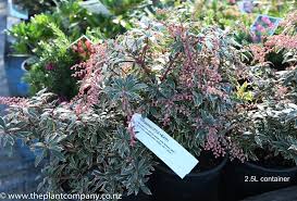 Image result for Pieris japonský little heath obrázek