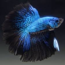 Pin On Beautiful Betta Fish