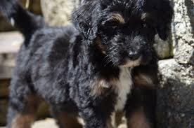 Welcome to farmhouse labradors, a lab breeder dedicated to producing high quality labrador retriever puppies! Puppies For Sale Aussiedoodle Aussiedoodle F Category In Greenville Sc Convenient To Charlotte Nc South Ca Puppies Aussiedoodle Puppies Aussiedoodle