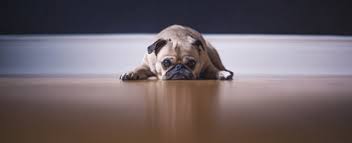 Sedatives can play a role in helping dogs relax, but the drugs are often misused. Trazodone A Reference Guide