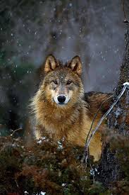 Posts About Art Wolfe On Donovan S Art Design Blog Wolf Photos Wolf Love Animals Beautiful