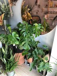 These Are The Houseplants Top Designers Love Architectural Digest