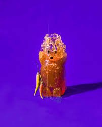 Birds Eye Frozen Squash Https Encrypted Tbn0 Gstatic Com Images Q Tbn 3aand9gctvioyifoe40jkuudkygchvbrdqhida3zmesg Usqp Cau