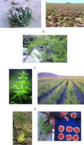 Image result for Elephantorrhiza elephantina