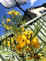 Image result for Senna singueana