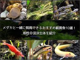 メダカ 混泳 種類
