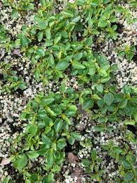 Image result for Ficus tremula