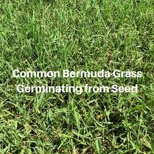 Sod contains the actual grass, roots and some of the soil it was grown on. How Long Does It Take Bermuda Grass To Germinate Houston Grass South Video