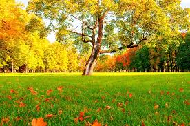 3 Fall Lawn Care Mistakes Portage Turf Specialists Llc