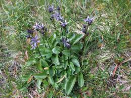 Image result for Swertia welwitschii