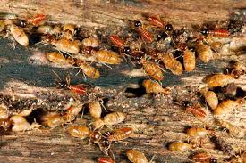 Browsing keystone heights, fl businesses. The Complete Guide To Common Pests Pest Control In Jacksonville